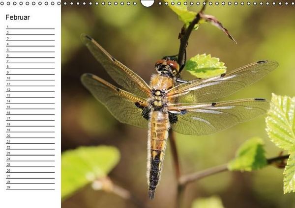 Produktbild: Libellen Geburtstagskalender (Wandkalender immerw&auml;hrend DIN A3 quer)