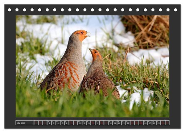 Produktbild: Winterzauber - Tiere in Eis und Schnee (Tischkalender 2026 DIN A5 quer), CALVENDO Monatskalender