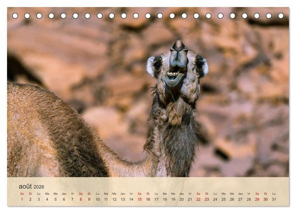 Produktbild: Arabie Saoudite - Royaume des fascinations (Calendrier de bureau 2026 DIN A5 vertical), CALVENDO calendrier mensuel