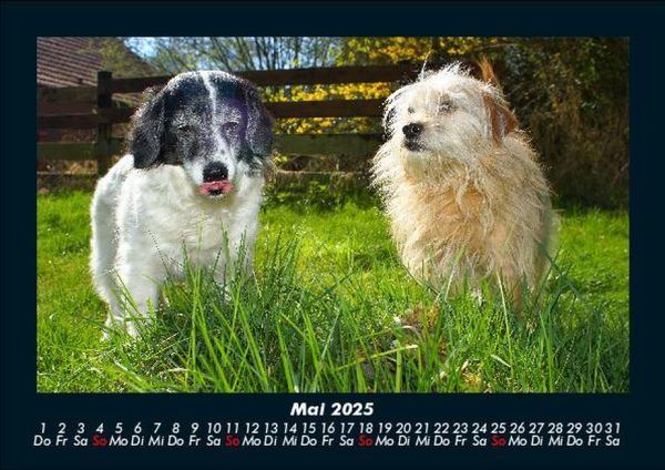 Produktbild: Der Hundekalender 2025 Fotokalender DIN A5