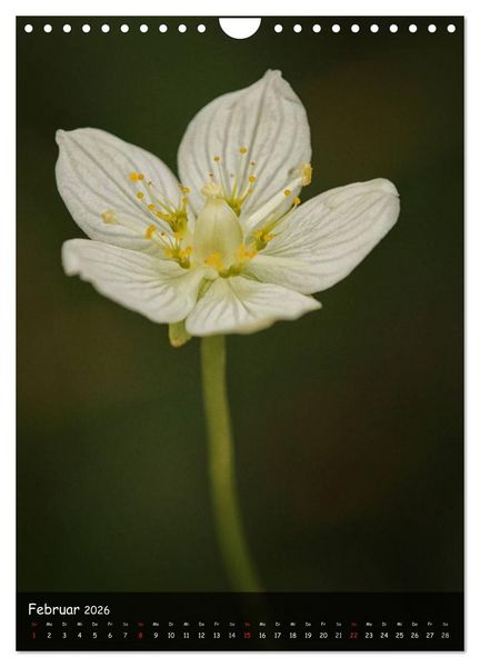 Produktbild: Alpenblumen 2026 (Wandkalender 2026 DIN A4 hoch), CALVENDO Monatskalender