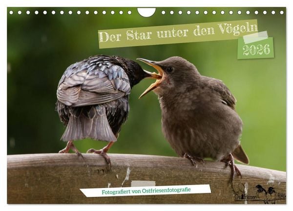 Der Star unter den Vögeln - Fotografiert von Ostfriesenfotografie (Wandkalender 2026 DIN A4 quer), CALVENDO Monatskalender