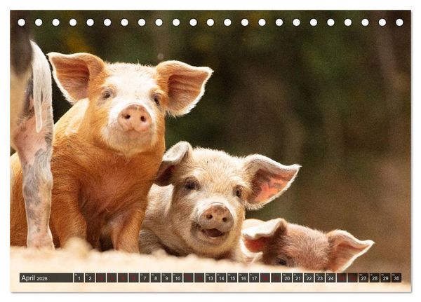 Produktbild: Korsika - s&uuml;&szlig;e, wilde Schweinchen (Tischkalender 2026 DIN A5 quer), CALVENDO Monatskalender