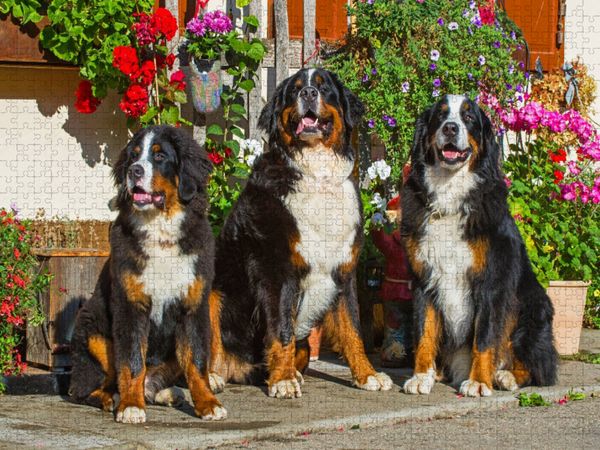Produktbild: CALVENDO Puzzle Berner Sennenhunde vor einem Bauernhaus | 1000 Teile Lege-Gr&ouml;&szlig;e 64x48cm Foto-Puzzle f&uuml;r gl&uuml;ckliche Stunden