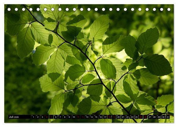 Produktbild: Rotbuchen (Tischkalender 2026 DIN A5 quer), CALVENDO Monatskalender