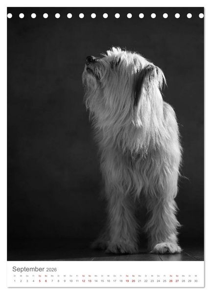 Produktbild: Fine Art Hundeportraits (Tischkalender 2026 DIN A5 hoch), CALVENDO Monatskalender