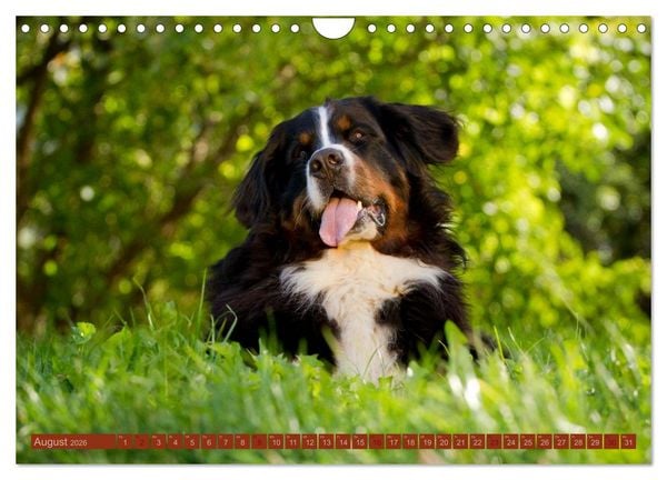 Produktbild: Faszination Hund (Wandkalender 2026 DIN A4 quer), CALVENDO Monatskalender