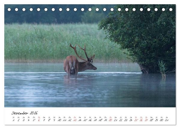Produktbild: Rotwild - im Naturparadies der Mecklenburgischen Seenplatte (Tischkalender 2026 DIN A5 quer), CALVENDO Monatskalender