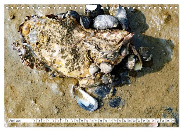 Produktbild: Strandgut Szenen (Wandkalender 2026 DIN A4 quer), CALVENDO Monatskalender