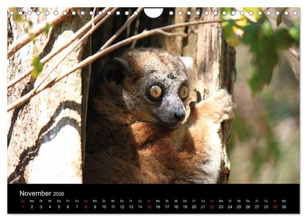 Produktbild: Abenteuer Madagaskar (Wandkalender 2026 DIN A4 quer), CALVENDO Monatskalender