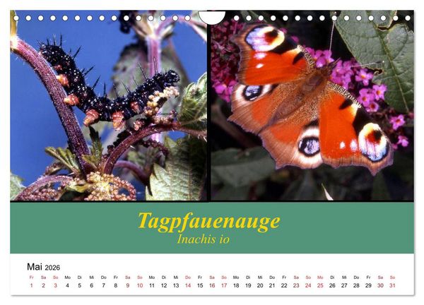 Produktbild: Zwei Leben, Raupe und Schmetterling (Wandkalender 2026 DIN A4 quer), CALVENDO Monatskalender