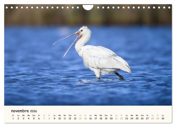 Produktbild: Chuchotements d'ailes - Une ann&eacute;e dans l'intimit&eacute; des oiseaux (Calendrier mural 2026 DIN A4 vertical), CALVENDO calendrier mensuel