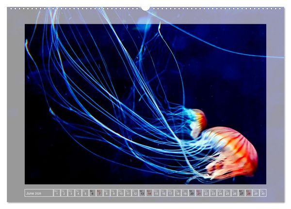 Produktbild: In the world of the medusae (Wall Calendar 2026 DIN A2 landscape), CALVENDO 12 Month Wall Calendar