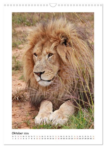 Produktbild: S&Uuml;DAFRIKA - WILDTIERE IM PORTRAIT (Wandkalender 2026 DIN A3 hoch), CALVENDO Monatskalender