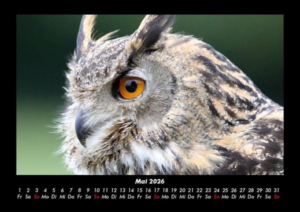 Produktbild: Tiere in der Wildnis 2026 Fotokalender DIN A3