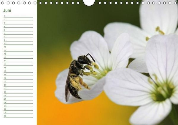 Produktbild: Bienen - Emsige Helfer (Wandkalender immerw&auml;hrend DIN A4 quer)