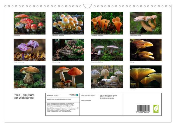 Produktbild: Pilze - die Stars der Waldb&uuml;hne (Wandkalender 2026 DIN A3 quer), CALVENDO Monatskalender