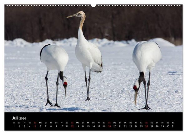 Produktbild: Mandschurenkraniche (hochwertiger Premium Wandkalender 2026 DIN A2 quer), Kunstdruck in Hochglanz