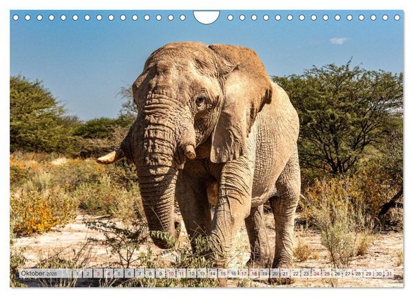 Produktbild: Abenteuerliches Namibia (Wandkalender 2026 DIN A4 quer), CALVENDO Monatskalender