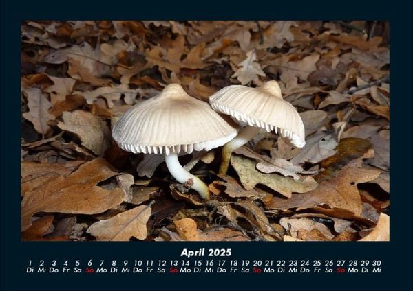 Produktbild: Pilzkalender 2025 Fotokalender DIN A4