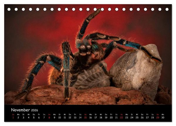 Produktbild: Mystische Vogelspinnen (Tischkalender 2026 DIN A5 quer), CALVENDO Monatskalender
