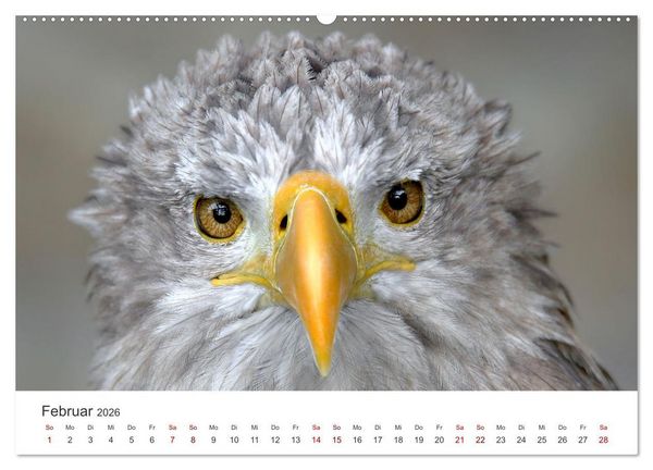 Produktbild: GREIFVOGEL- UND EULENPORTR&Auml;TS (Wandkalender 2026 DIN A2 quer), CALVENDO Monatskalender