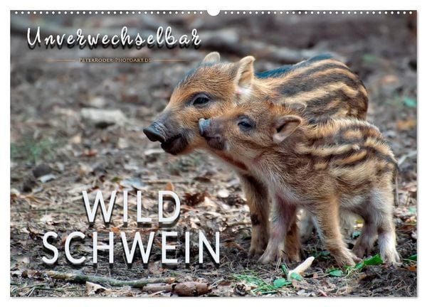 Produktbild: Unverwechselbar - Wildschwein (Wandkalender 2026 DIN A2 quer), CALVENDO Monatskalender