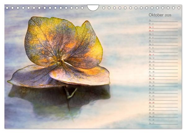 Produktbild: Die Hortensie und ihre vielen Gesichter (Wandkalender 2026 DIN A4 quer), CALVENDO Monatskalender