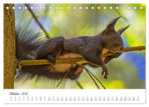 Produktbild: Die Schwarzwald-Eichh&ouml;rnchen (Tischkalender 2026 DIN A5 quer), CALVENDO Monatskalender
