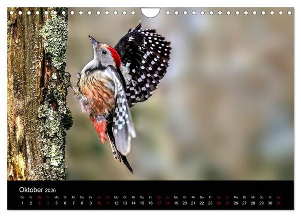 Produktbild: Augen auf - versteckte Tierwelt (Wandkalender 2026 DIN A4 quer), CALVENDO Monatskalender