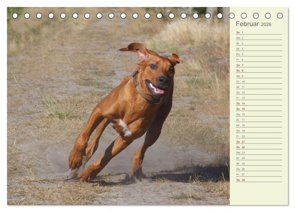 Produktbild: Rhodesian Ridgeback - Jung, wild, zuckers&uuml;&szlig; (Tischkalender 2026 DIN A5 quer), CALVENDO Monatskalender