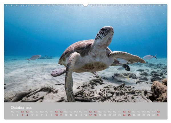 Produktbild: Caribbean Sea Turtles (High Quality Premium Wall Calendar 2026 DIN A2 landscape),CALVENDO 12 Month Wall Calendar