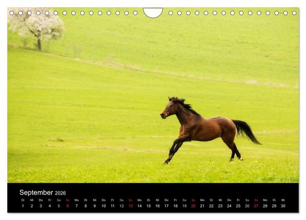 Produktbild: Pferde Tr&auml;ume (Wandkalender 2026 DIN A4 quer), CALVENDO Monatskalender