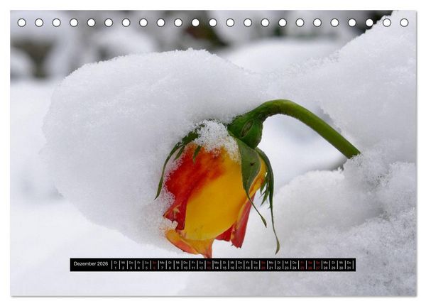 Produktbild: Rosen - Parade (Tischkalender 2026 DIN A5 quer), CALVENDO Monatskalender