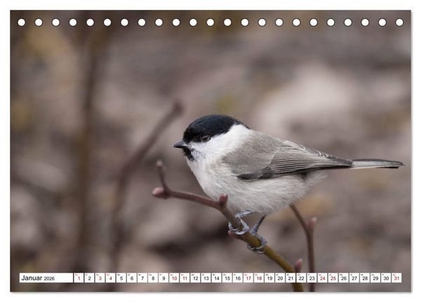 Produktbild: Sch&ouml;nheiten im Federkleid - Heimische Wildv&ouml;gel im Portrait (Tischkalender 2026 DIN A5 quer), CALVENDO Monatskalender
