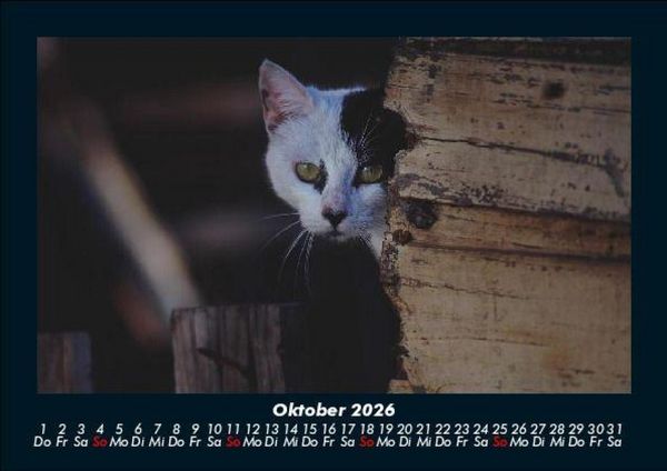 Produktbild: F&uuml;r Katzenfreunde 2026 Fotokalender DIN A5