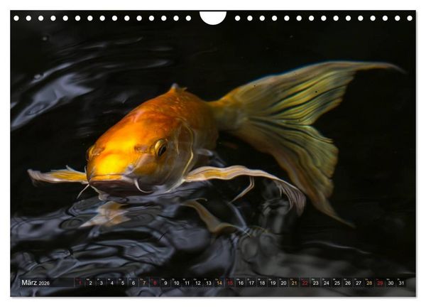 Produktbild: Nishikigoi &ndash; Koikarpfen in ihrer Welt (Wandkalender 2026 DIN A4 quer), CALVENDO Monatskalender