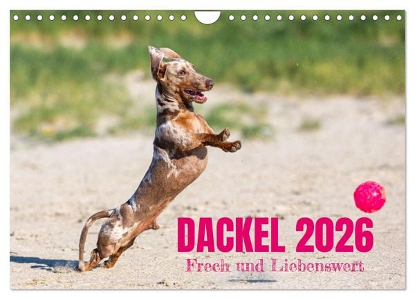 Produktbild: DACKEL 2026 Frech und Liebenwert (Wandkalender 2026 DIN A4 quer), CALVENDO Monatskalender