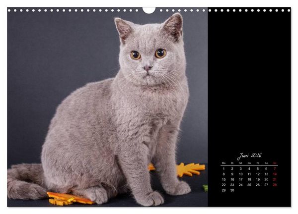 Produktbild: Britisch Kurzhaar Katzen (Wandkalender 2026 DIN A3 quer), CALVENDO Monatskalender