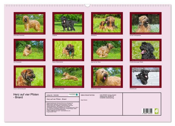 Produktbild: Herz auf vier Pfoten - Briard (Wandkalender 2026 DIN A2 quer), CALVENDO Monatskalender