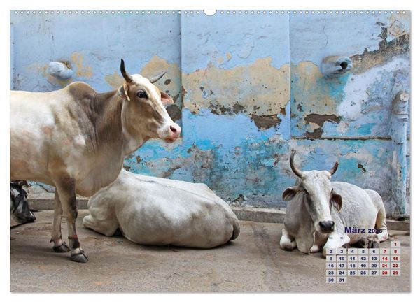 Produktbild: Typisch Indien - Unterwegs in Rajasthan (hochwertiger Premium Wandkalender 2026 DIN A2 quer), Kunstdruck in Hochglanz