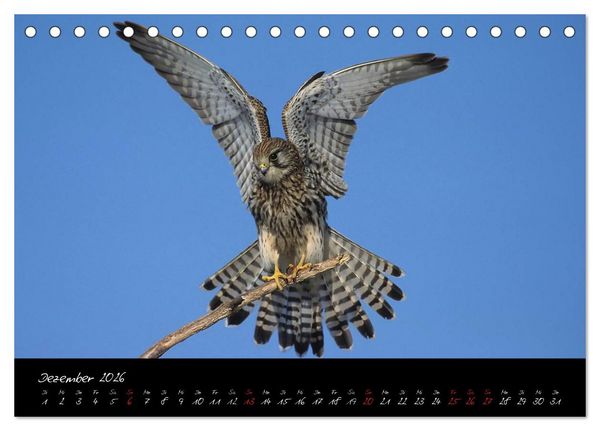 Produktbild: Heimische Eulen und Greife (Tischkalender 2026 DIN A5 quer), CALVENDO Monatskalender