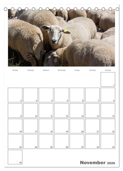 Produktbild: Schafe - 12 Monate in der Herde (Tischkalender 2026 DIN A5 hoch), CALVENDO Monatskalender
