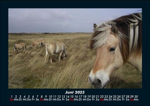 Produktbild: Die Welt der Pferde 2025 Fotokalender DIN A5