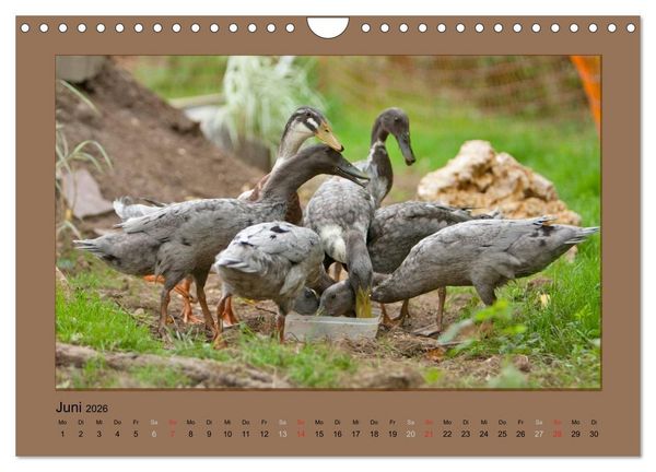 Produktbild: Laufenten immer was zu Schnattern (Wandkalender 2026 DIN A4 quer), CALVENDO Monatskalender