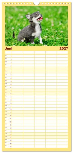 Produktbild: Familienplaner 2027 - Enegieb&uuml;ndel Chihuahua - Temperament auf vier Pfoten mit 5 Spalten (Wandkalender, 21 x 45 cm) CALVENDO