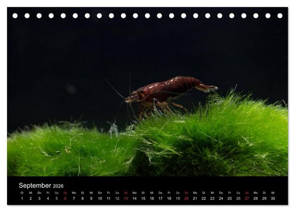 Produktbild: Zwerggarnelen - gepanzerte Juwelen im Aquarium (Tischkalender 2026 DIN A5 quer), CALVENDO Monatskalender