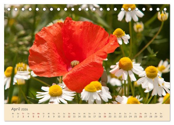 Produktbild: Mohnblumen - rote Sch&ouml;nheiten (Tischkalender 2026 DIN A5 quer), CALVENDO Monatskalender