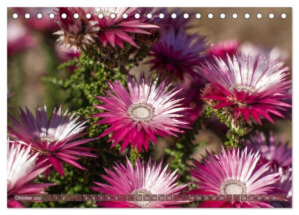 Produktbild: Fynbos - Die einzigartige Flora S&uuml;dafrikas (Tischkalender 2026 DIN A5 quer), CALVENDO Monatskalender