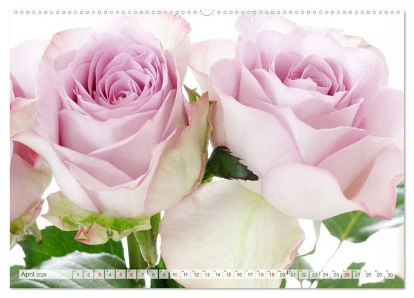 Produktbild: So viele sch&ouml;ne Rosen (hochwertiger Premium Wandkalender 2026 DIN A2 quer), Kunstdruck in Hochglanz